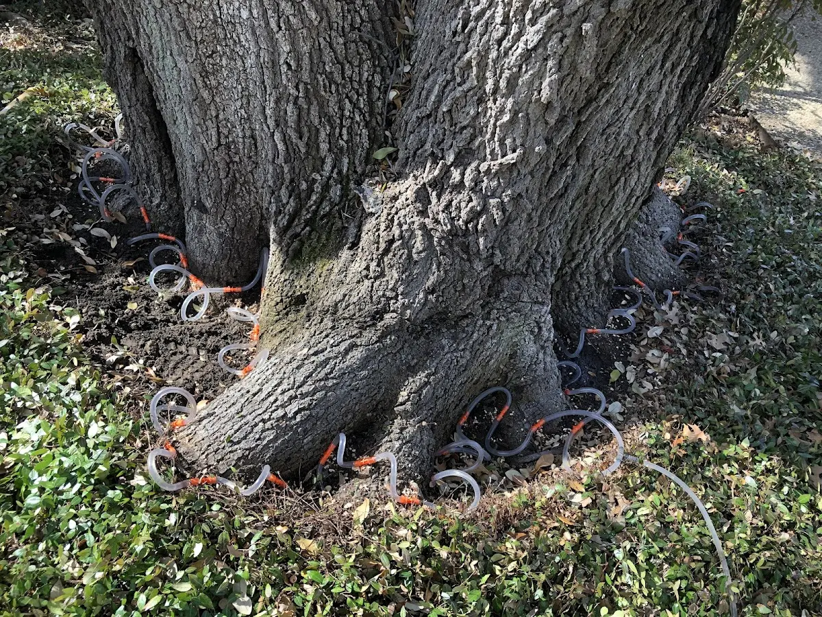 Detailed Shrub and Hedge Trimming job site in Overton