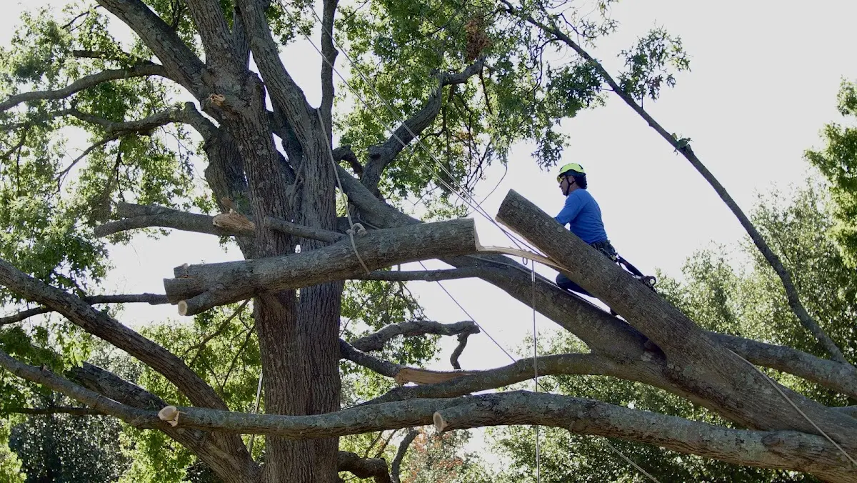 Professional Hazardous Tree Removal performed by certified arborists in Overton